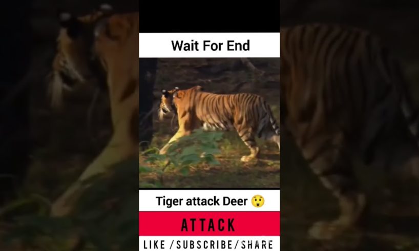 tiger attack Deer | Discovery Wild Animal Fights #discovery #shortsfeed #wildlife