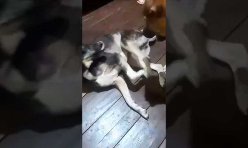 #viral The dogs are playing between #dogs #animals