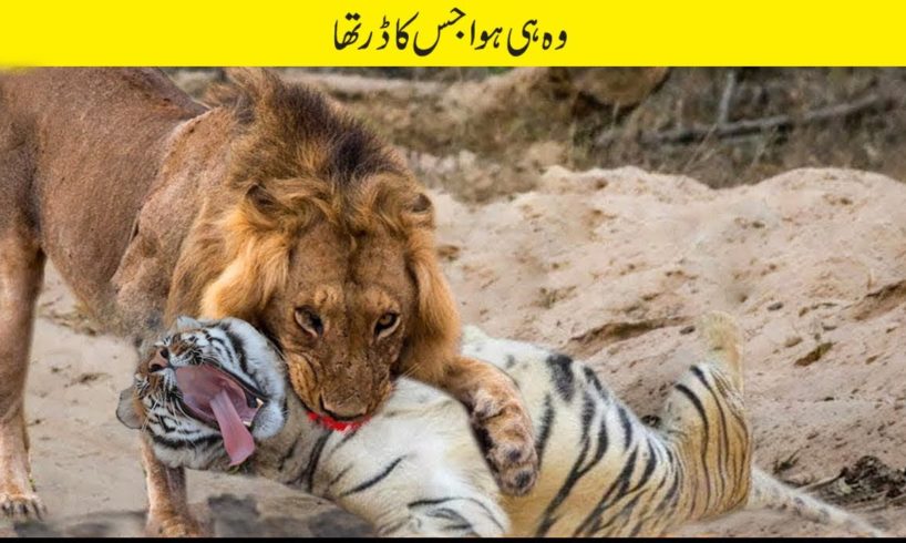 اب تک کی سب سے پاگل جانوروں کی لڑائی | Craziest Animal Fights of All Time