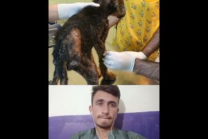 कुत्ते का पिल्ला/Puppy rescue 😢😢_#rescue_#shorts_