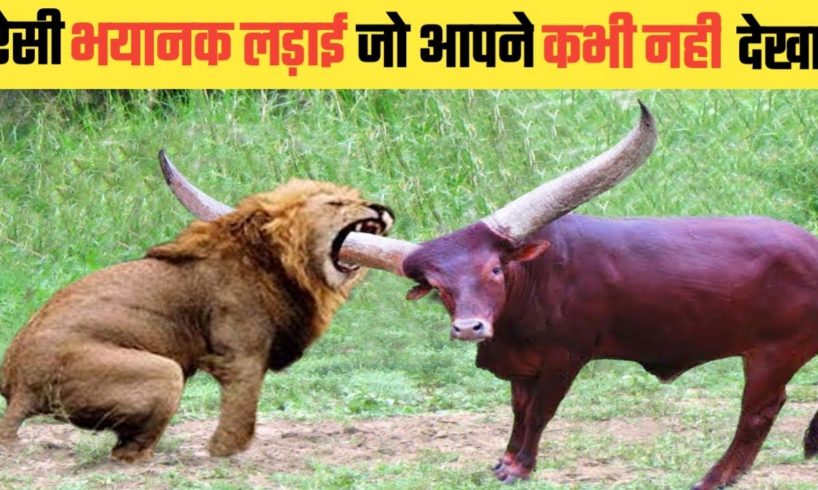 जंगली जानवारो की सबसे भयानक लड़ाई | 10 Most Dangerous Wild Animal Fights