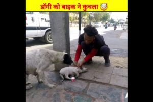 बेचारे डॉगी को कार ने टक्कर मारी 😱 respect #shorts #rescue #youtubeshorts #ytshorts #trending