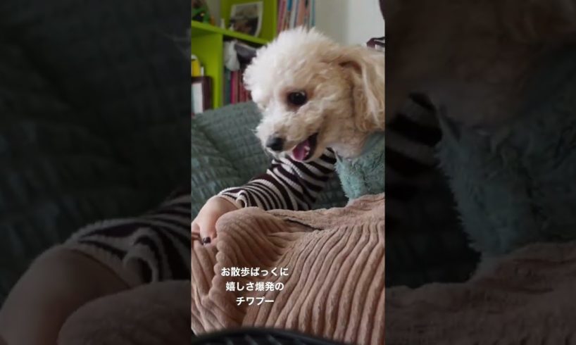 喜び大爆発なチワプー #animals #pets #dog #ぷりたそ #チワプー #ミックス犬 #チワプーの性格 #ペット #プードル #お散歩 #チワワ #癒し #犬 #わんこ #poodle