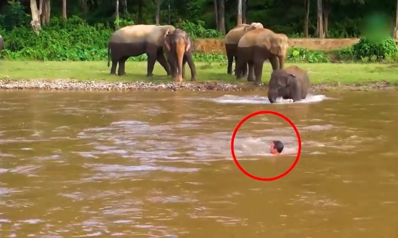 10 Incredible Animal Rescues That Saved Human Lives