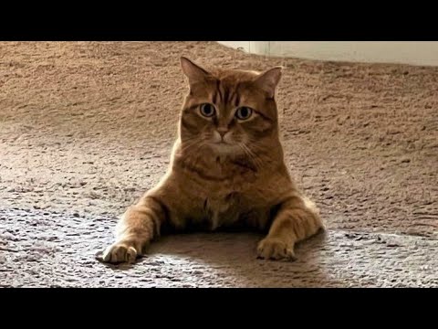 Funny animals - Funny cats / dogs - Funny animal videos / Best videos of February 2023