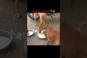 Stray dog Rescue // Rescued Stray puppies//Save Animals #ytshorts