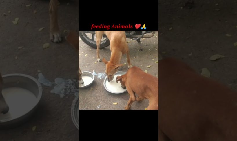 Stray dog Rescue // Rescued Stray puppies//Save Animals #ytshorts