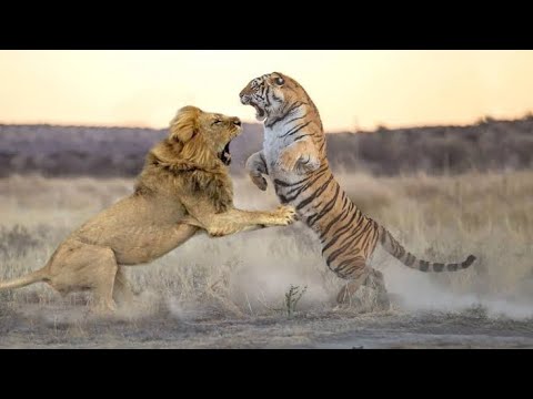 Wild animal fights