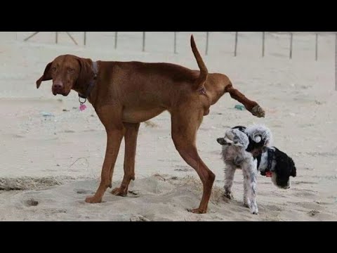 Try Not To Laugh Dogs And Cats 😁 - Best Funniest Animals Video 2023