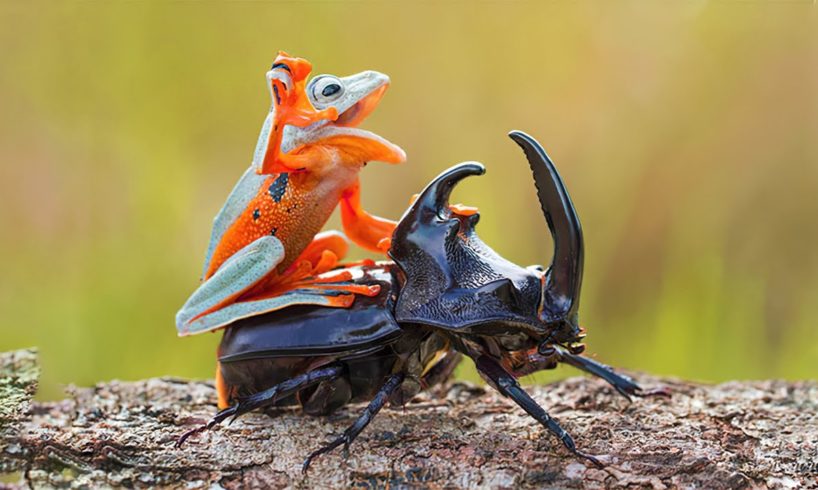 21 Amazing Animal Moments You’ve Never Seen Before