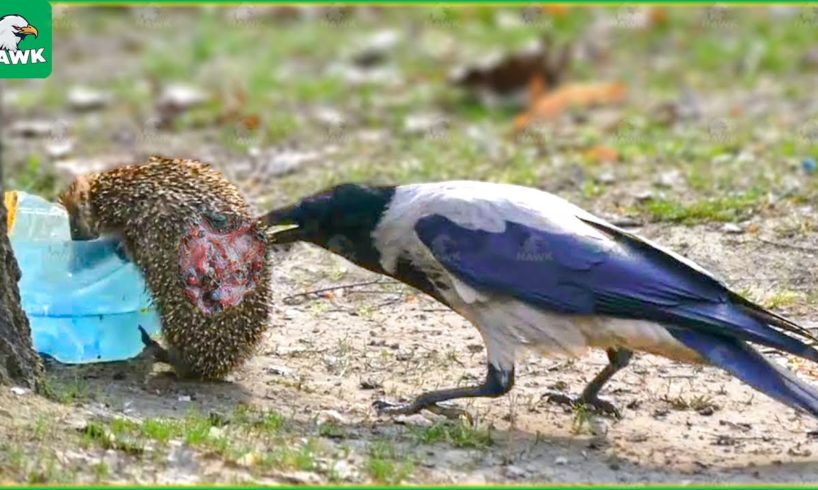 30 Ruthless Hunting Moments Performed by Crows | Animal Fight