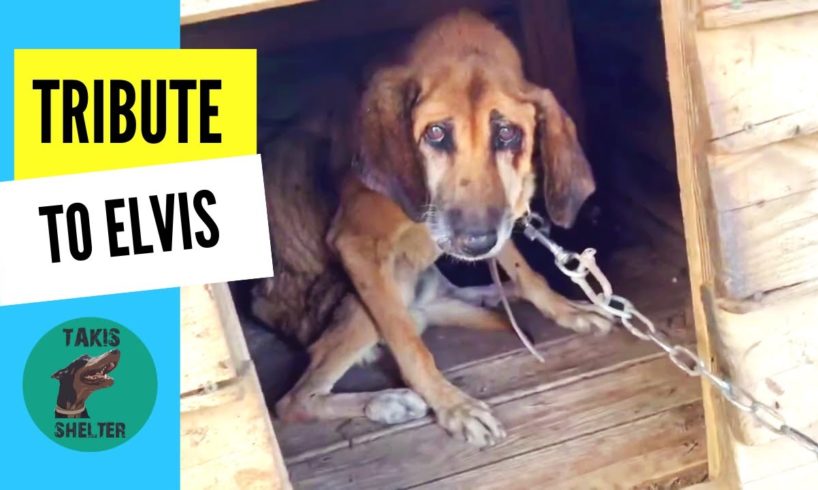 A tribute to Elvis: A dog locked for 19 years on a chain - Takis Shelter