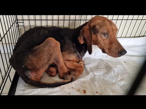 Abandoned, sick and neglected dog was left  to starve to death! . Part 2.