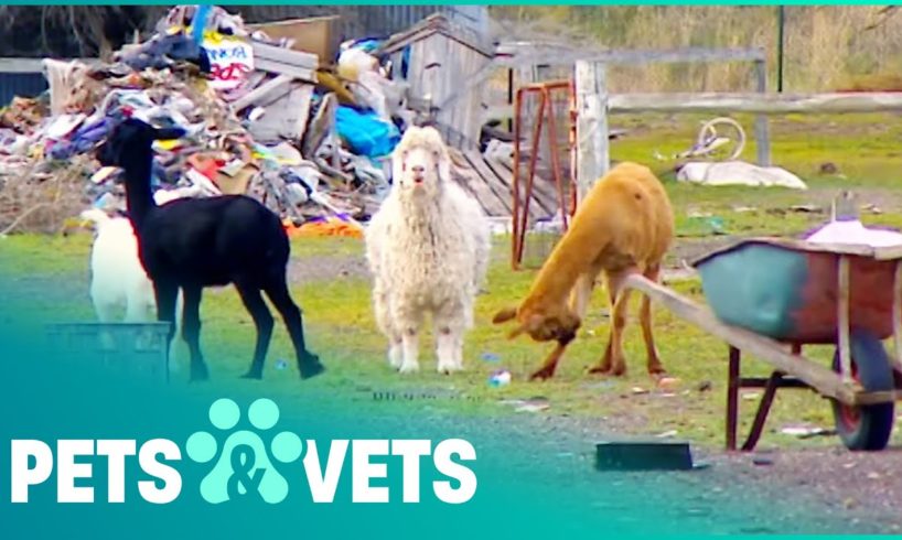 Animal Caretaker Becomes Helpless Hoarder | Animal Rescue | Pets & Vets