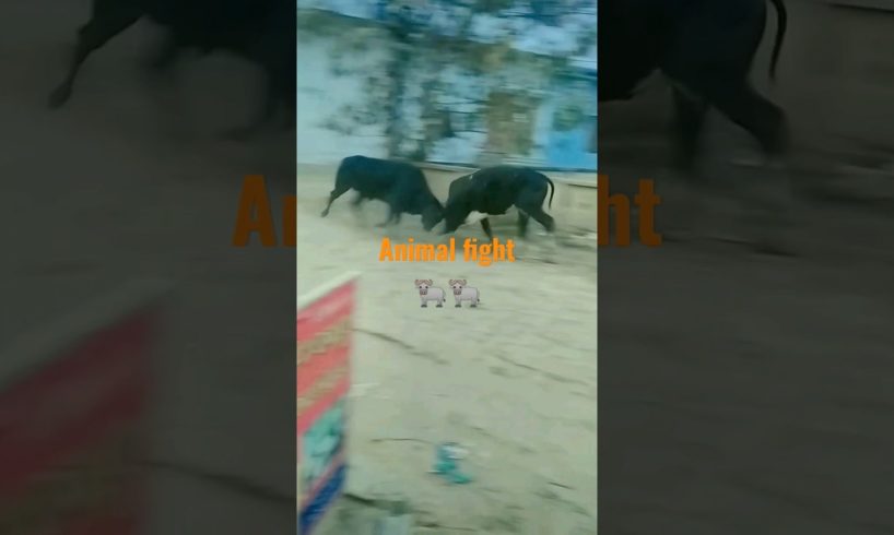 Animal fights#like #shear #subscribe #youtubeshorts