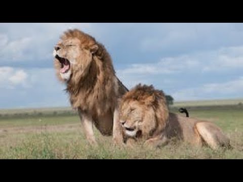 Animals | Animal lion fight | Animals video | animal planet 4k ultra HD | copyright free video |