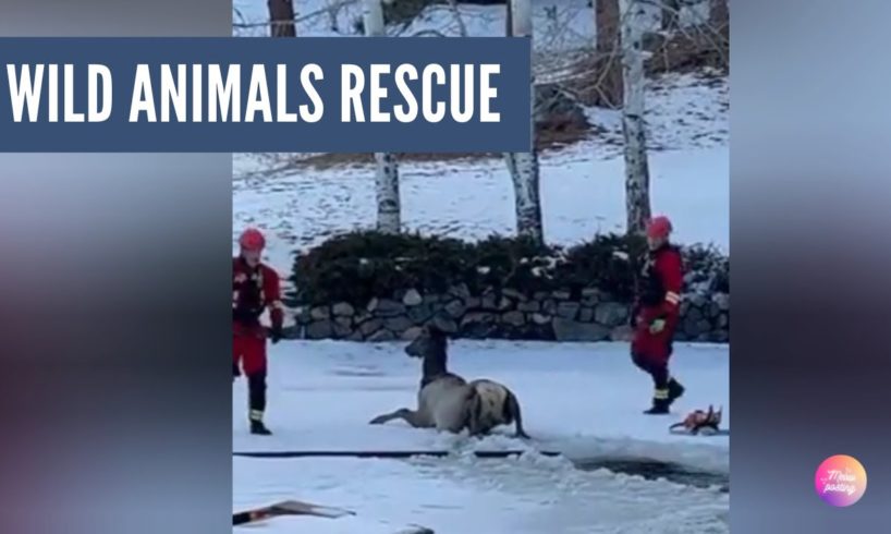 Animals Rescues | Humanity at its Best, Showing What Humans can Do #animalrescue  #wildanimals