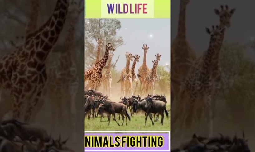 Animals fighting P-4#shorts #lion #tiger #snake #eagle #wildlife