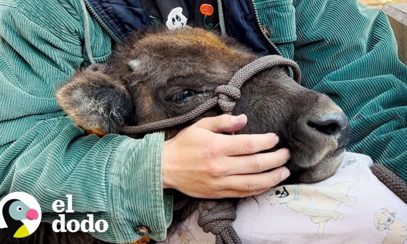 Bisonte bebé sigue su salvador por todas partes | Corazones Salvajes | El Dodo