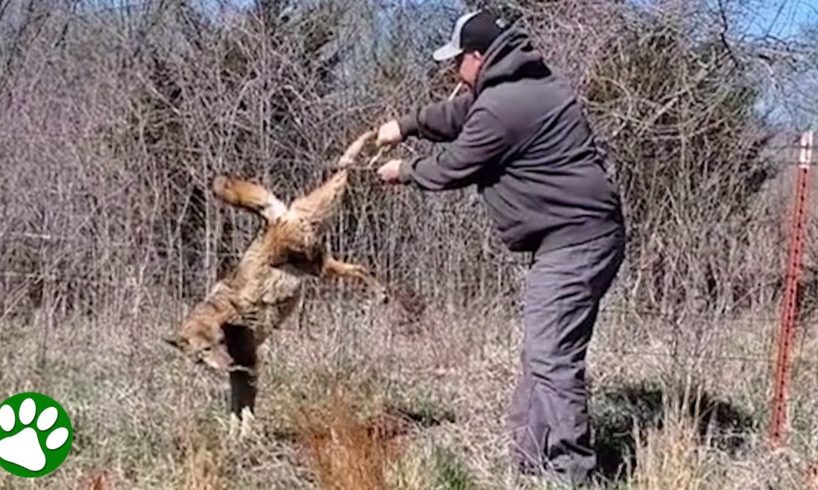 Brave man rescues exhausted coyote