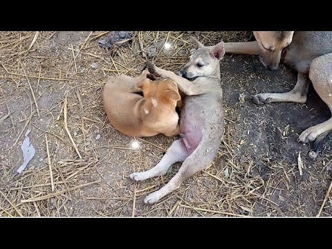 CUTEST PUPPIES IN THE WORLD | FUNNY PUPPIES KYA KAR RAHE HAIN