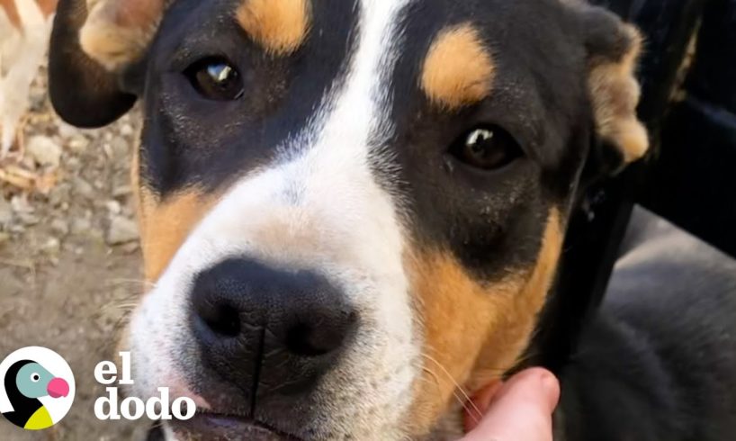 Cachorro callejero gruñon se enamora de la persona en la que no confiaba | Dodo Héroes | El Dodo