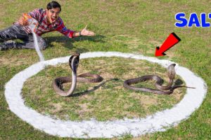 Cobra Snake in Salt Circle | क्या कोबरा सांप नमक के घेरे को पार कर पायेगा? 5 Snake Myths Tested