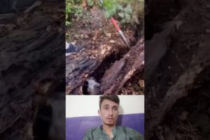 Couple_Rescues_Hound_Stuck_Inside_Dead_Tree/Dog rescue_#rescue_#shorts