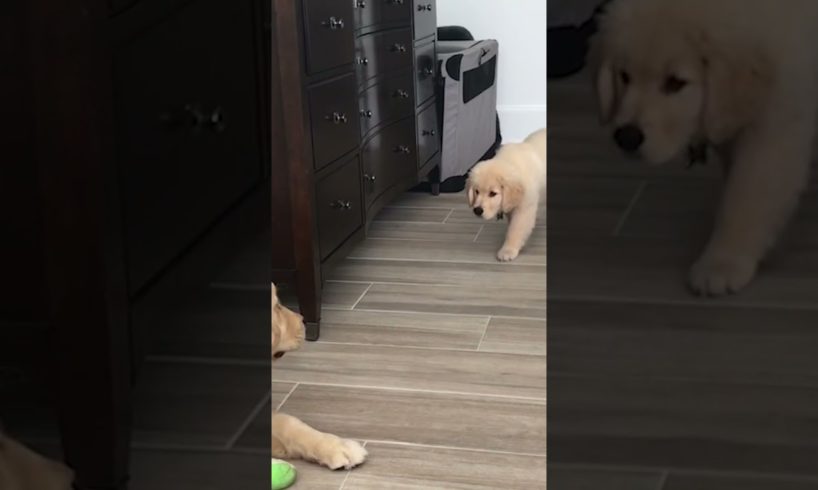 Cute Puppy Tries to Sneak Attack Older Brother!