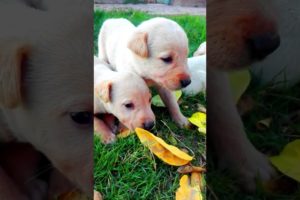 Cute puppies in the World || Why Baby Dogs - Cute #shortsvideo #ytshorts #viral