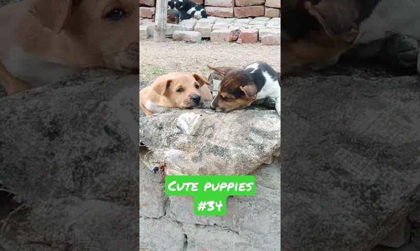 Cute puppies 💞💞 / puppy #shorts #viral