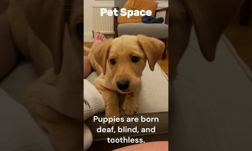 Cutest Puppies Ever: You Won't Be Able to Resist Their Cuteness #shorts #pets #dog