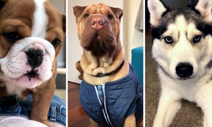 Cutest Puppies on YouTube! 🐶 Prepare To Go 'Awww' 🐶