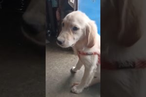 Cutest Puppy ❤️😘❤️#shorts #goldenretriever #youtubeshorts #puppy #cute #viral #viralshorts