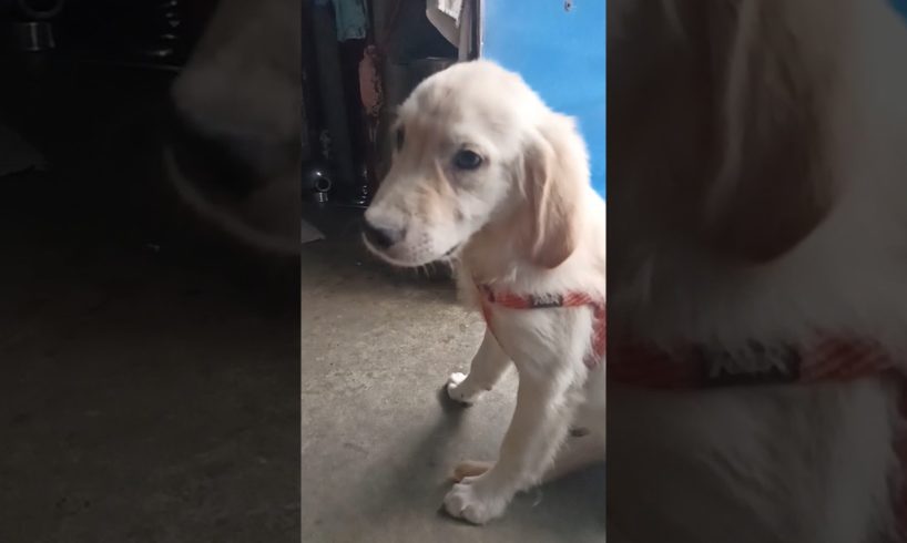 Cutest Puppy ❤️😘❤️#shorts #goldenretriever #youtubeshorts #puppy #cute #viral #viralshorts