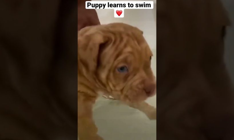 Cutest puppy learns to swim in bathtub ❤️