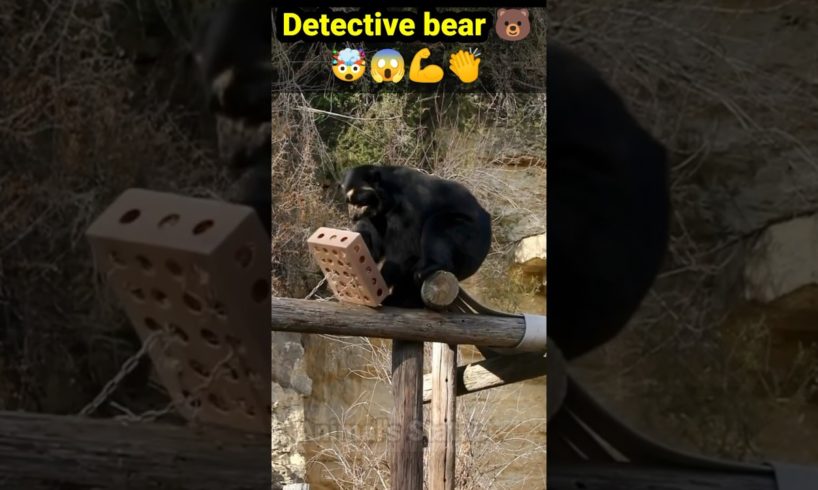 Detective Bear🐨 🐻🐨#viral #shortsfeed #animal #shorts #short