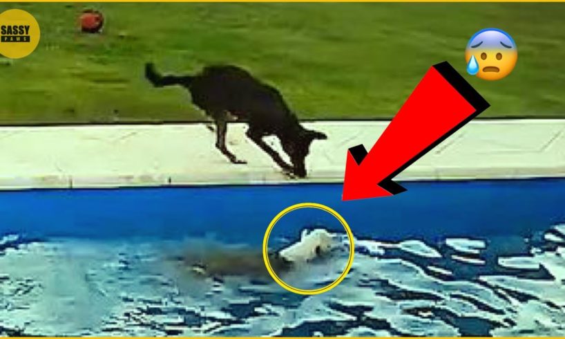 Dog Rescues Blind Bestfriend From Pool | SASSY PAWS