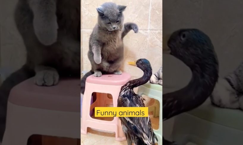 Funny Animal Fights #animals #kids #shorts #500subs