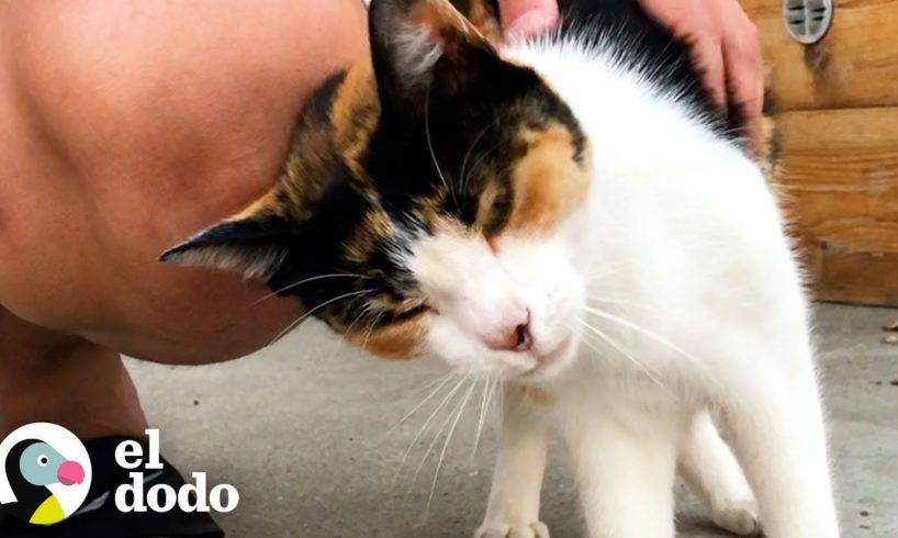 Gato callejero está tan decidido a entrar en la casa de una mujer... | Cat Crazy | El Dodo