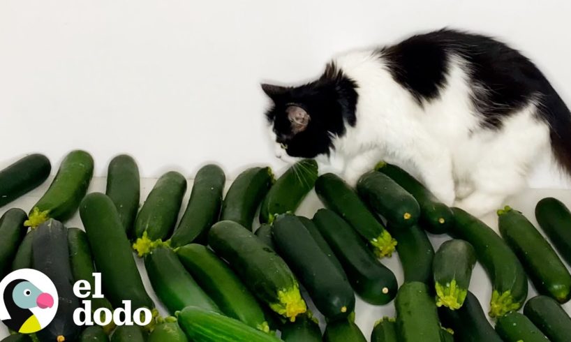 Gato conoce a un pepino y se enamora instantáneamente | Cat Crazy | El Dodo