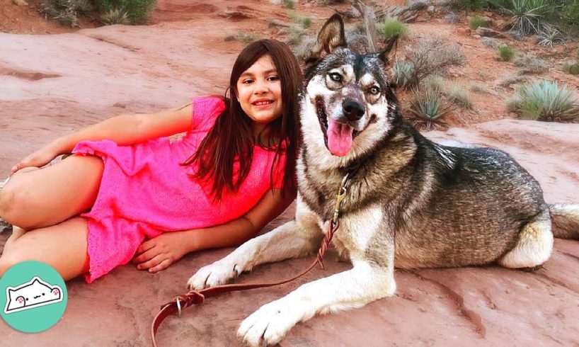 Girl's Best Friend: Rescued Wolf Dog Became a Protector and Companion | Cuddle Buddies