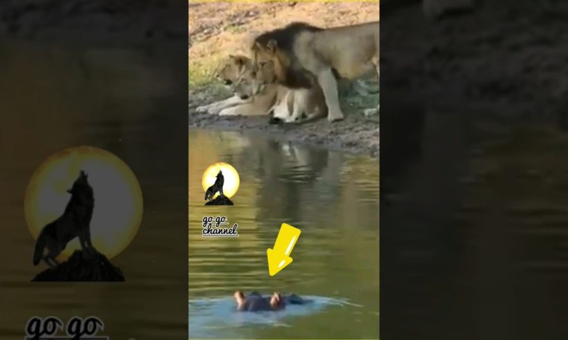 HIPPO CHASING LIONS #shorts #animals #lion