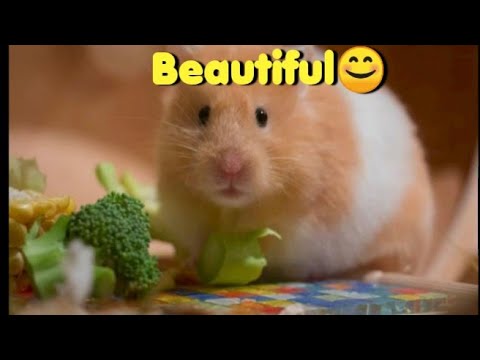 Hamster Eat the Nuts - funny  Hamsters Videos Compilation - cute hamster  🐹