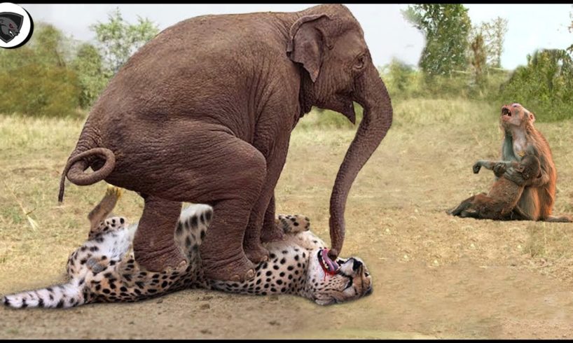 Herd Of Elephants Rescues Baby Monkey From Leopard Hunting || Wild Animal Attack