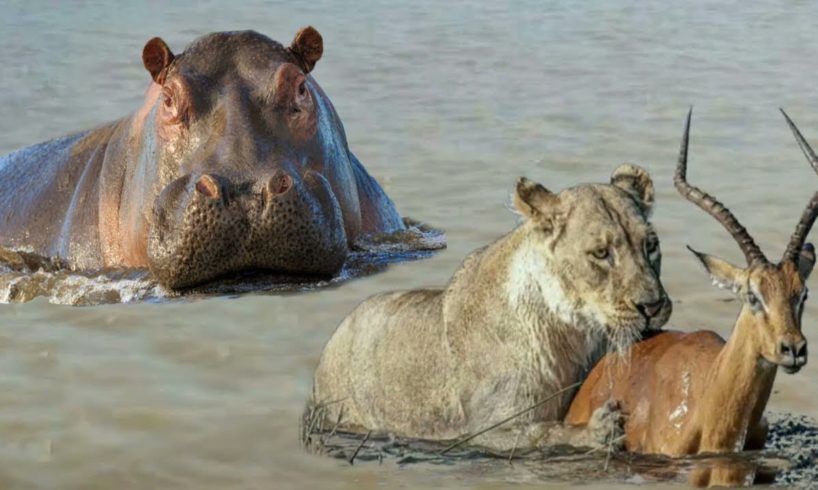 Hippo fights fiercely with Lions to save Antelope - Wild animal fights caught on camera