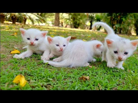 Homeless kittens calling mother meowing but ? Kittens rescue