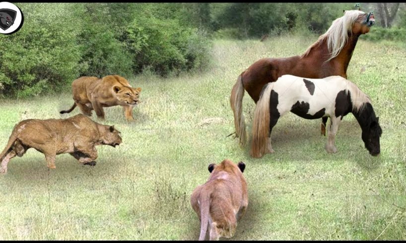 Horse & Lion Attack | Wild Animal Fights Caught On Camera