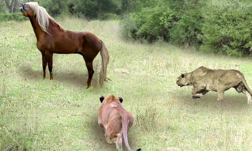 Horse & Lion| Wild Animal Fights Caught On Camera || Wildlife Documentary