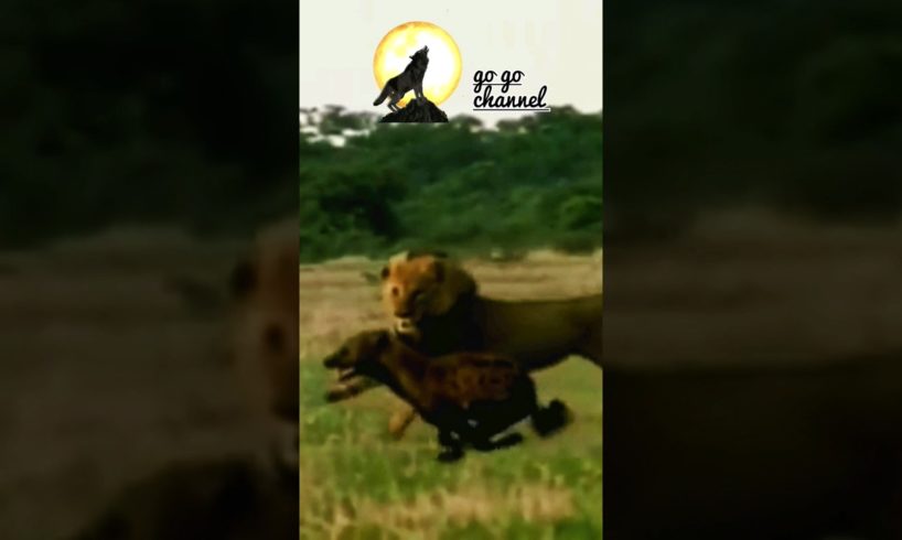 LION CHASING HYENA/WILD ANIMALS FIGHT #shorts #animals #lion